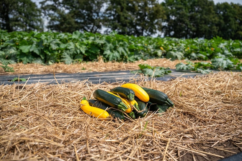 Miejska Farma Wrocławia